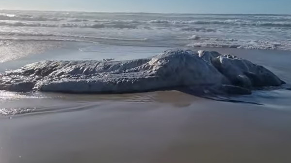 sea monster भूकंप के बाद समुद्र से निकला बिना चेहरे का रहस्यमयी जीव, लोग बता रहे हैं दूसरी दुनिया का 'राक्षस