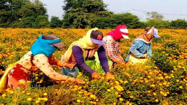DIWALI में बढ़ी फूलों की डिमांड, गेंदे की खेती से Durg के किसानों की बदली किस्मत, कलकत्ता से खत्म हुई निर्भरता