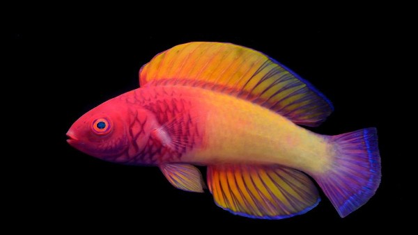 हिंद महासागर में वैज्ञानिकों की मिली रहस्यमयी मछली, मादा पैदा होती है  Rainbow fish और बन जाती है नर
