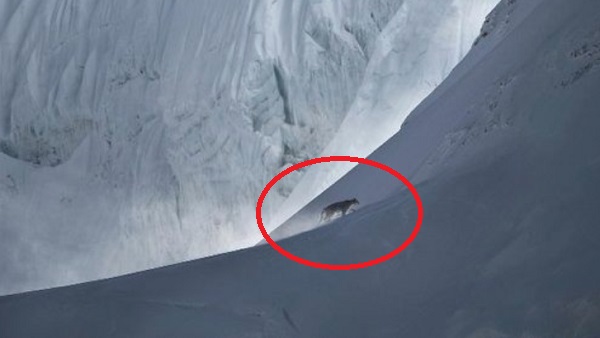 माउंट एवरेस्ट पर दिखा दुनिया का सबसे दुर्लभ जीव हिम तेंदुआ, 165km पैदल चल फोटोग्राफर ने ली खास तस्वीर