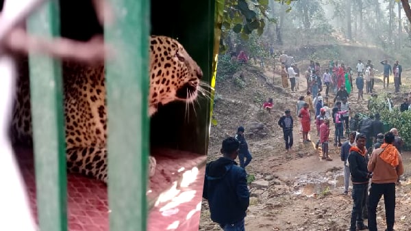 Sidhi news: कड़ी मशक्कत के बाद पकड़ा गया आदमखोर तेंदुआ, माता-पिता के सामने बच्ची को उतारा था मौत के घाट