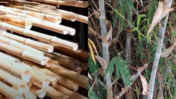 MP के बांस से डेनमार्क में बनेंगे पवन चक्की के पंख, खासियत जानकर हर कोई हैरान