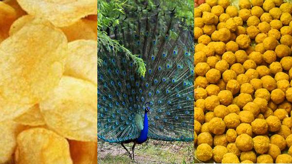 Jabalpur News: बच्चों की तरह मोर खा रहे थे चिप्स-लड्डू, बीमार हुए तो पब्लिक करने लगी ट्रीटमेंट