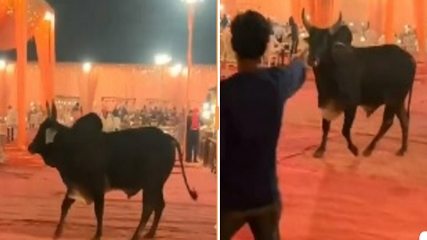 'बिन बुलाया बराती', शादी समारोह में पहुंचा सांड, जमकर मचाया उत्पात, हर स्टॉल पर पहुंचा,  Viral हो रहा VIDEO