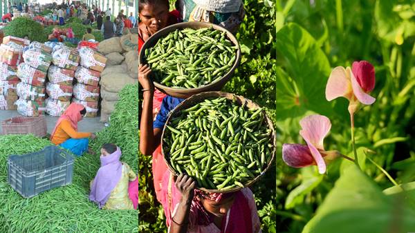 Jabalpur News: दुनिया को मटर देने वाला जबलपुर खुद फैलाए  है हाथ, बीज के लिए किसान परेशान, ये है बड़ी वजह