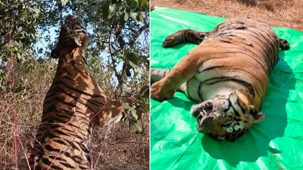 सागर और बरेली की फॉरेंसिक लैब खोलेंगी टाइगर की मौत का राज, बिसरा के सैंपल भेजे गए