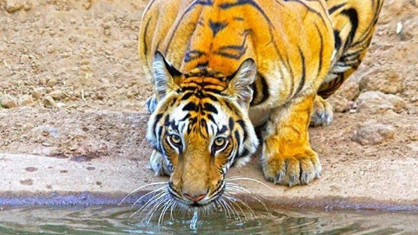 Madhav National Park :  शिवपुरी के माधव नेशनल पार्क में गूंजेगी बाघों की दहाड़, जनवरी माह में आएंगे तीन बाघ