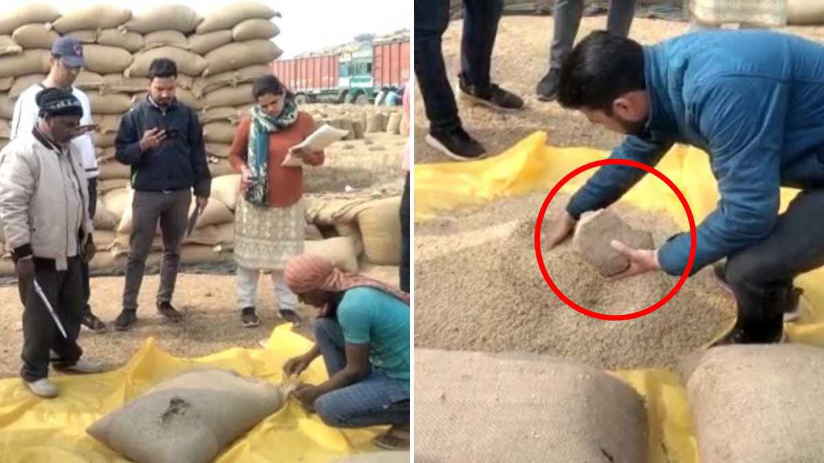 Satna News : उपार्जन केंद्र की बोरियों में ईंट, पत्थर व भूसी, 6180 क्विंटल धान अमानक