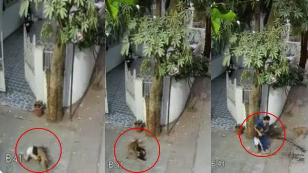 ये वीडियो हर मां-बाप देखें: घर के बाहर आई मासूम पर आवारा कुत्ते ने किया बेरहमी से हमला, गाल का मांस निकाला
