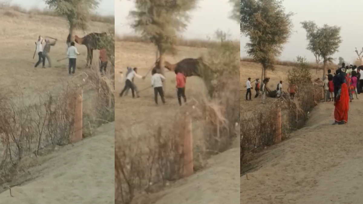 Rajasthan Camel Video: ऊंट ने मालिक को गर्दन मरोड़कर मारा, लोगों ने पीट-पीटकर ऊंट की कर दी हत्‍या