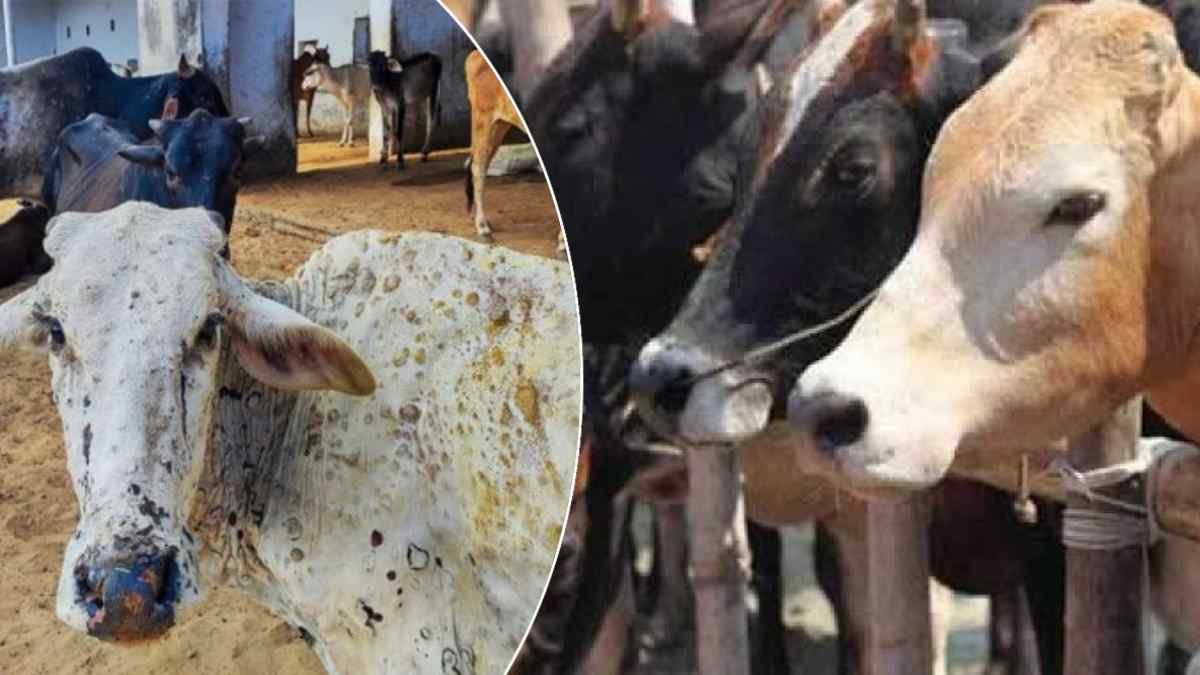 Government run Gaushala: गाय की बर्बादी का जरिया बन रहीं सरकारी गौशालाएं