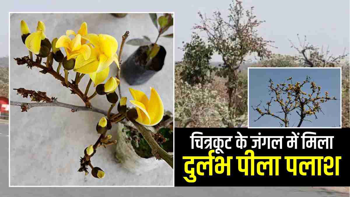 Satna News: चित्रकूट के जंगल में मिलता है पीले रंग का दुर्लभ पलाश का फूल, जिसे रखने से खजाना खाली नहीं होता