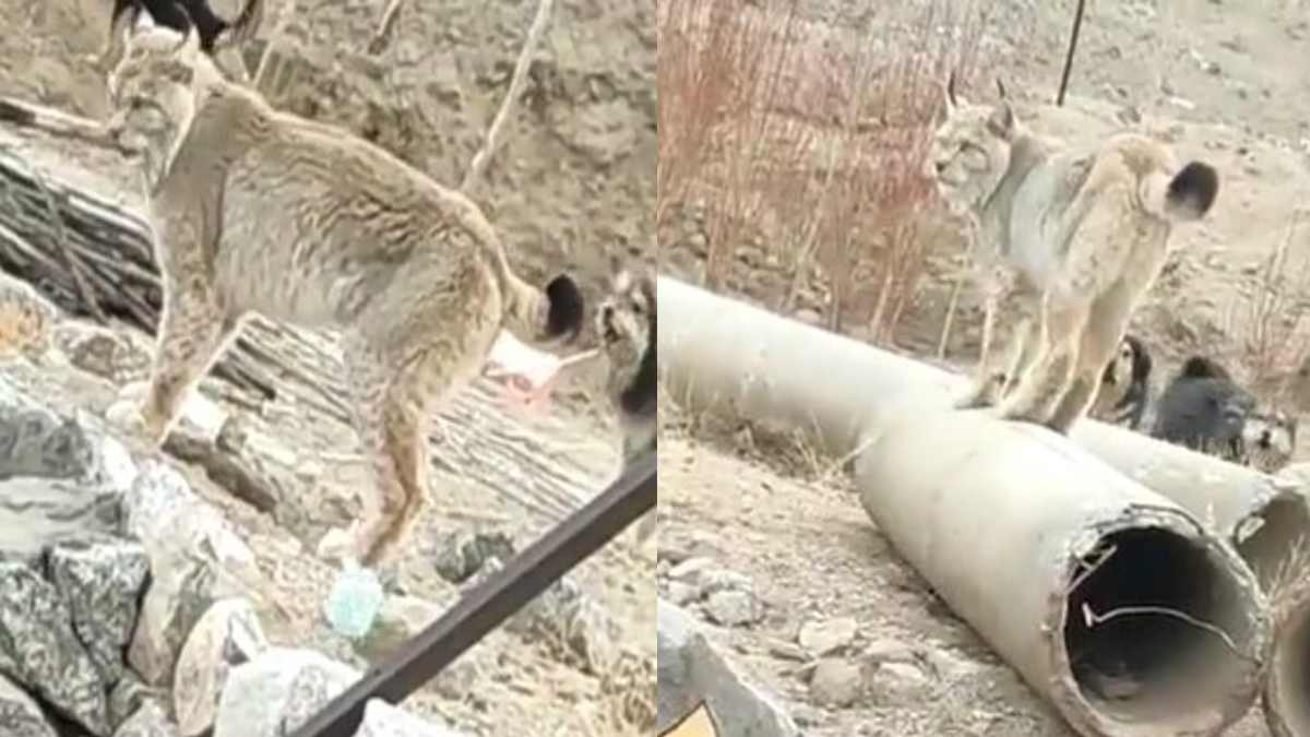 Video: 'बिल्ली' की तरह दिखने वाला बेहद खूंखार है ये दुर्लभ जानवर, अचानक पहाड़ों से आया सामने
