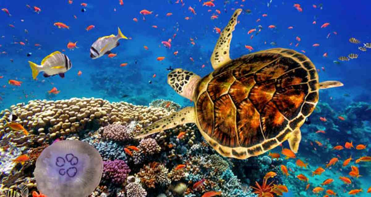 High Seas Treaty: समुद्री जैव एवं प्राकृतिक संपदा बचाने के लिए अंतरराष्ट्रीय संधि