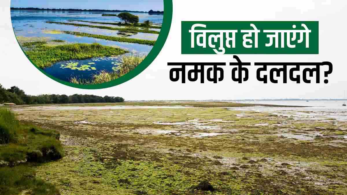 नमक के दलदल क्या हैं, विश्व में 90% के विलुप्त होने की आशंका, जानें इसका दुष्परिणाम?