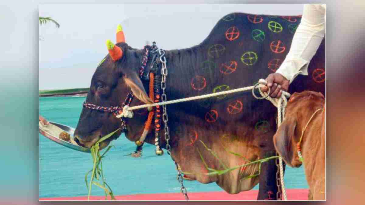 NITI Aayog Report Cow: मिट्टी को अधिक उपजाऊ बनाने में गोमूत्र-गोबर मददगार, टास्क फोर्स ने गिनाए गाय से लाभ