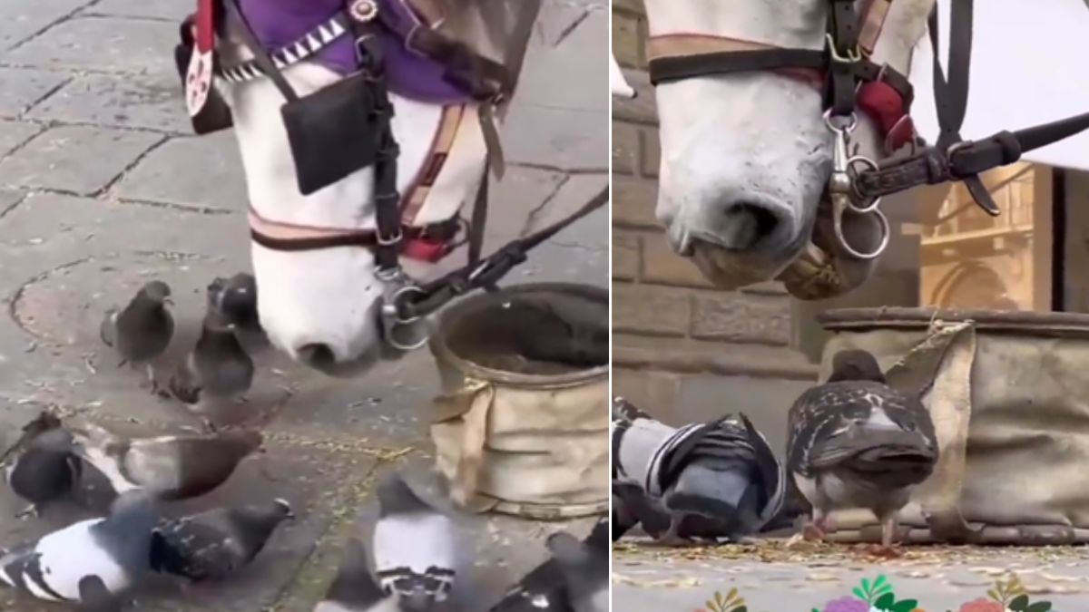 दोस्ती हो तो ऐसी! भूखे कबूतरों को खाना खिला रहा घोड़ा, दिल जीतने वाला Video Viral