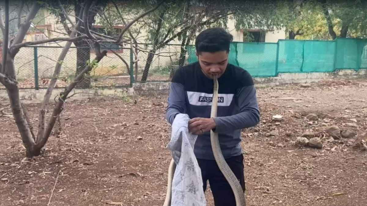 अरे, लड़के ने ‘सांप के फन' को दांतों से दबा लिया! फिर आगे क्या हुआ...पढ़िए यह खबर