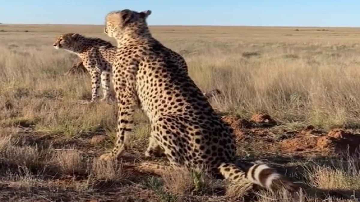 नामीबिया और दक्षिण अफ्रीकी नर-मादा चीतों की कराएंगे क्राॅस ब्रीडिंग, ताकि नई प्रजाति बेहतर मिले