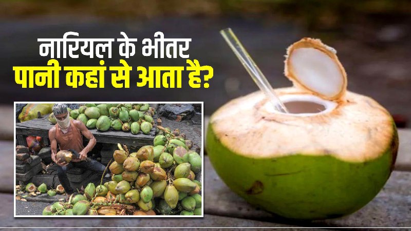 नारियल के अंदर पानी कहां से आता है?  नहीं पता है तो जानिए यहां सबकुछ