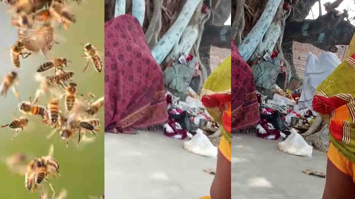 Jamtara में काली पूजा के दौरान मधुमक्खियों ने किया हमला, 10 लोग घायल, 3 की हालत गंभीर