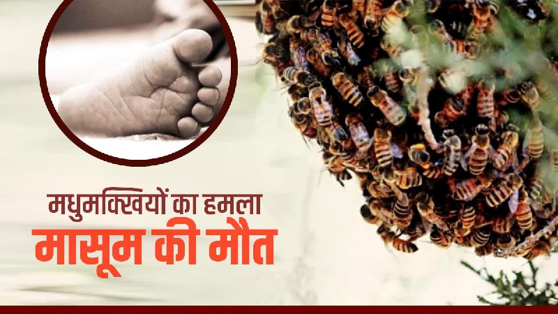 मधुमक्खियों के हमले से ढाई साल के मासूम की मौत, मामा की शादी के लिए जाते समय हुआ हादसा