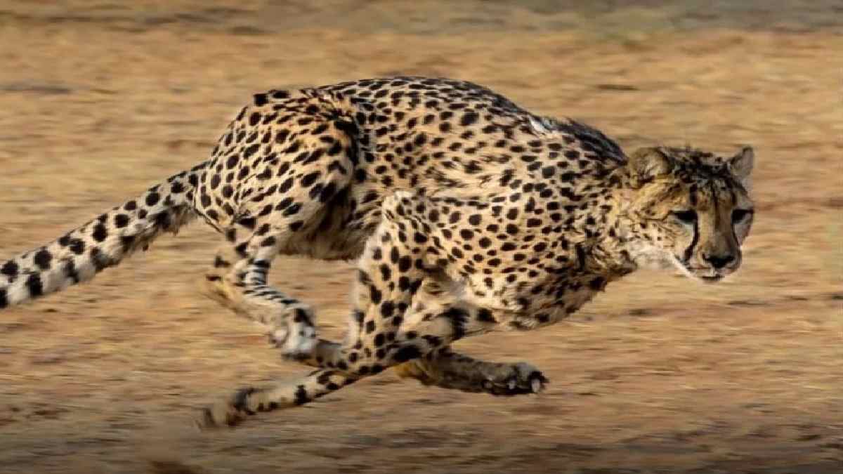 Kuno National Park से फिर भागी चीता 'आशा', हाईवे और बस्ती से 3 किलोमीटर दूर जमाया डेरा