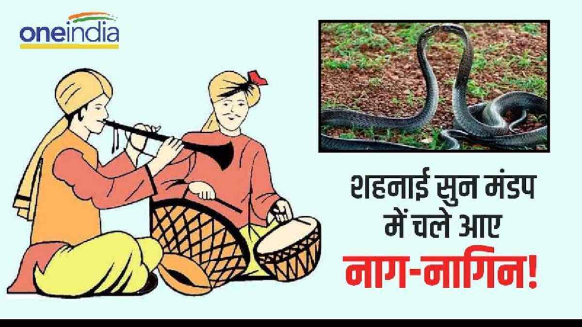 Damoh: शादी में आशीर्वाद देने पहुंच गया नाग-नागिन का जोड़ा, फिर जो हुआ...
