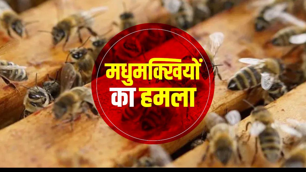 Jabalpur: नर्मदा में करना था अस्थि विसर्जन, मधुमक्खियों ने कर दिया हमला, भगदड़ में नदी में  कूदी भीड़