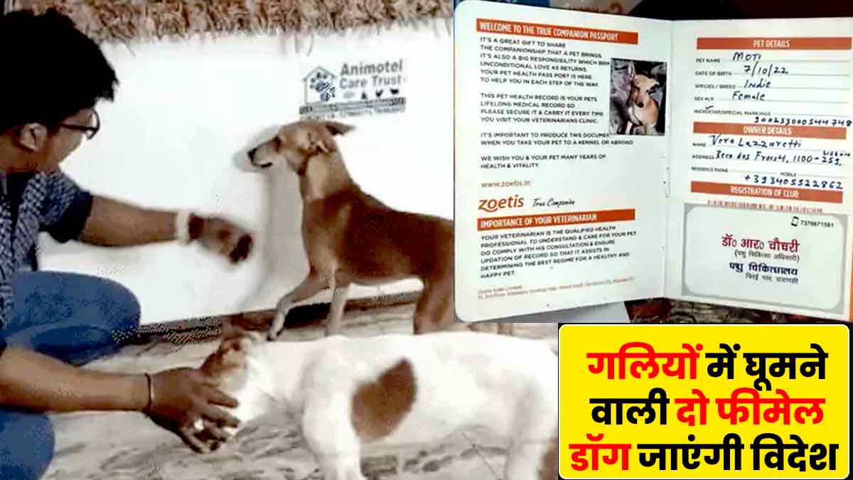 Varanasi: काशी की गलियों में घूमने वाली दो फीमेल डॉग्स जाएंगी विदेश, एक इटली और दूसरी जाएगी नीदरलैंड