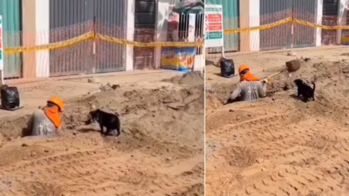 पसीना बहा रहे मजदूर की मदद करता दिखा Puppy, वीडियो देखकर उमड़ जाएगा प्यार