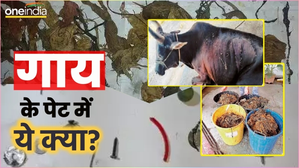 Jabalpur News: पैराशूट जैसा फूलता गया 'गाय का पेट',  सर्जरी वाले डॉक्टर की फटी रह गई आंखे, अंदर थी खतरनाक चीज