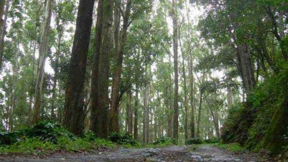 भारत के पड़ोसी देश में मिला एशिया का पहला और दुनिया का दूसरा सबसे ऊंचा पेड़, स्टैच्यू ऑफ लिबर्टी से भी है लंबा