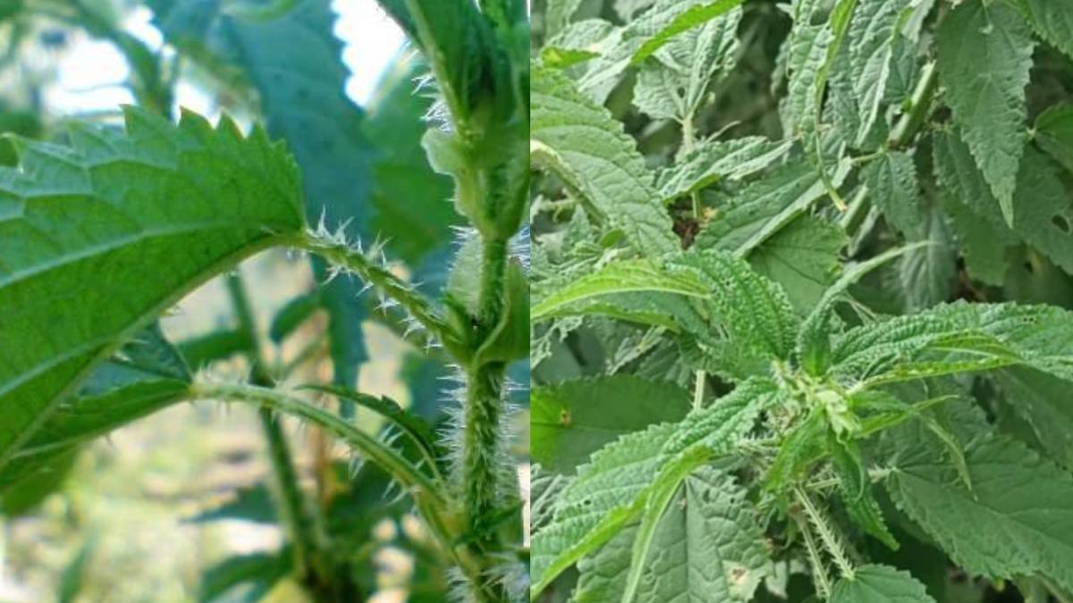 Bichhu Ghas के बारे में ये बातें जानते हैं क्या? फायदे सुनकर चौंक जाएंगे आप