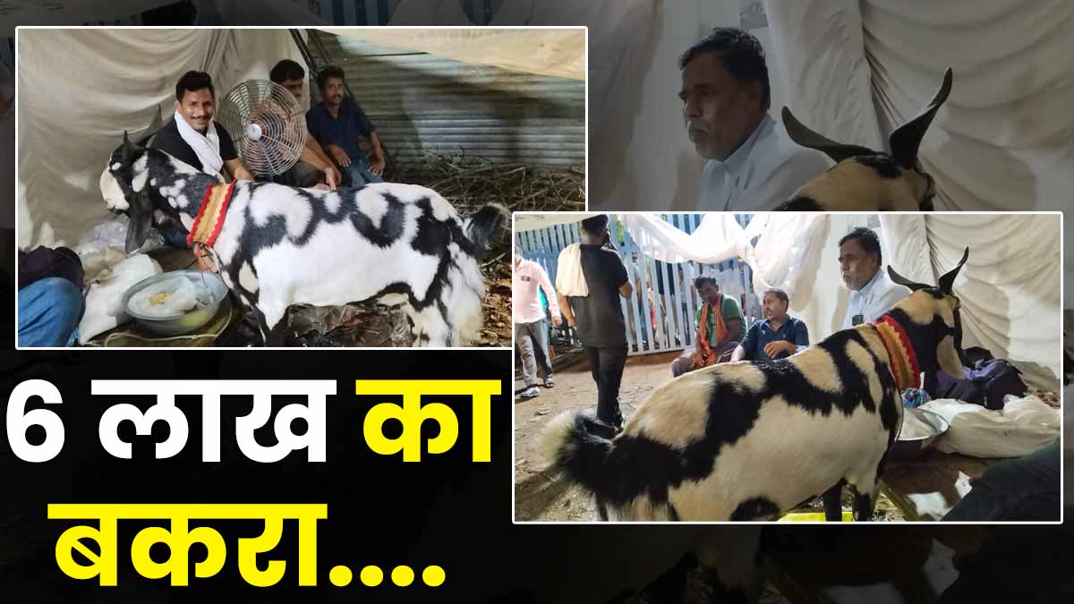 Eid Al Adha 2023: बकरे के पेट पर एक तरफ अल्लाह तो दूसरी तरफ मुहम्मद, कीमत 6 लाख, देखने वालों की लगी भीड़