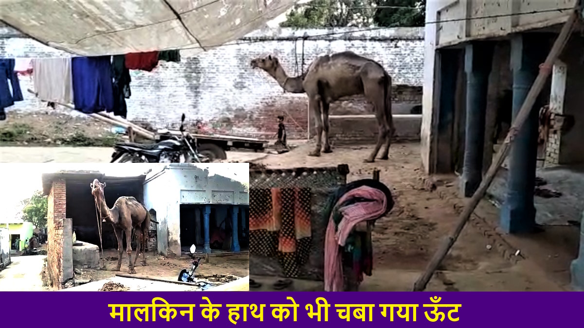खौफनाक! पानी पिलाने गई महिला पर ऊँट का हमला, जबड़े से पकड़ा सिर और सेकेंडो में गई जान, देखें