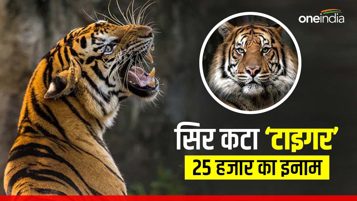Tiger का सिर काटने वाले को ढूंढने पर MP में मिलेगा 25 हजार का इनाम, सिर्फ पूछने पर एक शख्स लटक गया पेड़ पर