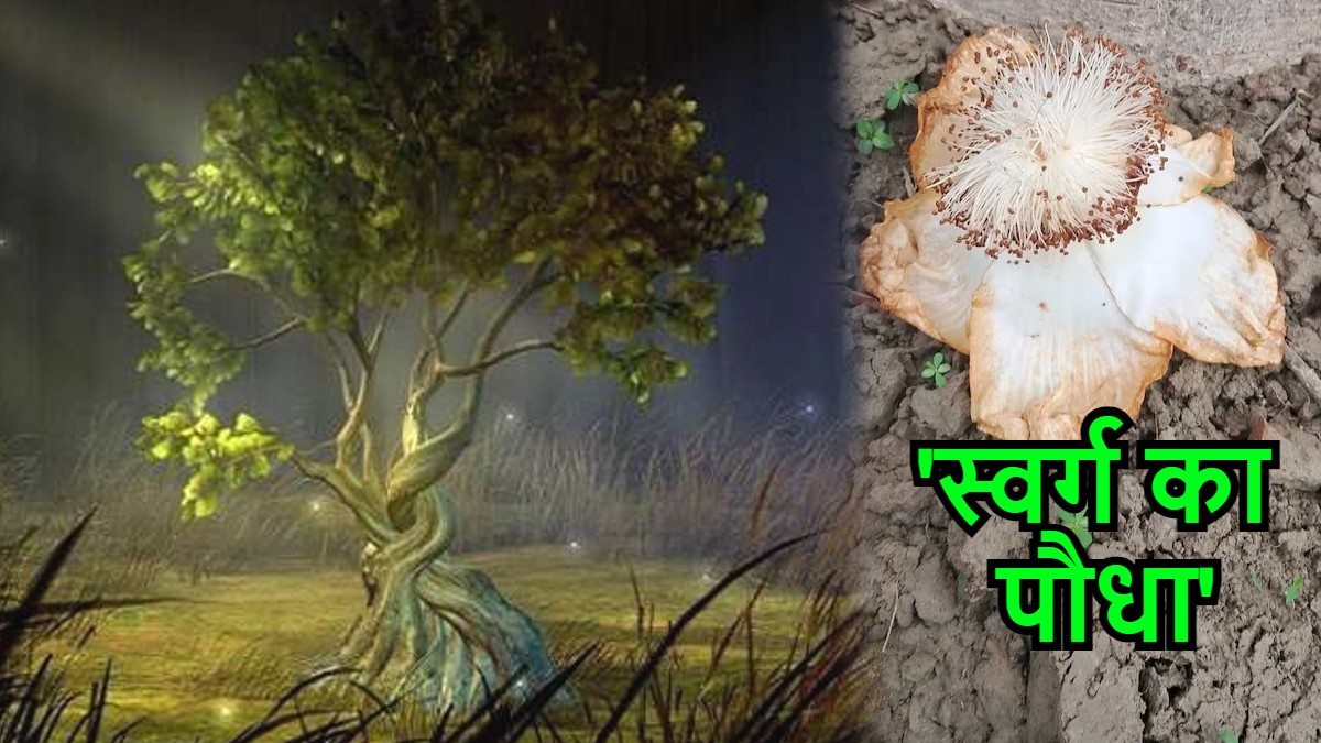 Unique Flower: 35 सालों में पहली बार कल्पवृक्ष में खिला नायाब फूल, 'स्वर्ग का पौधा' भी कहते हैं लोग