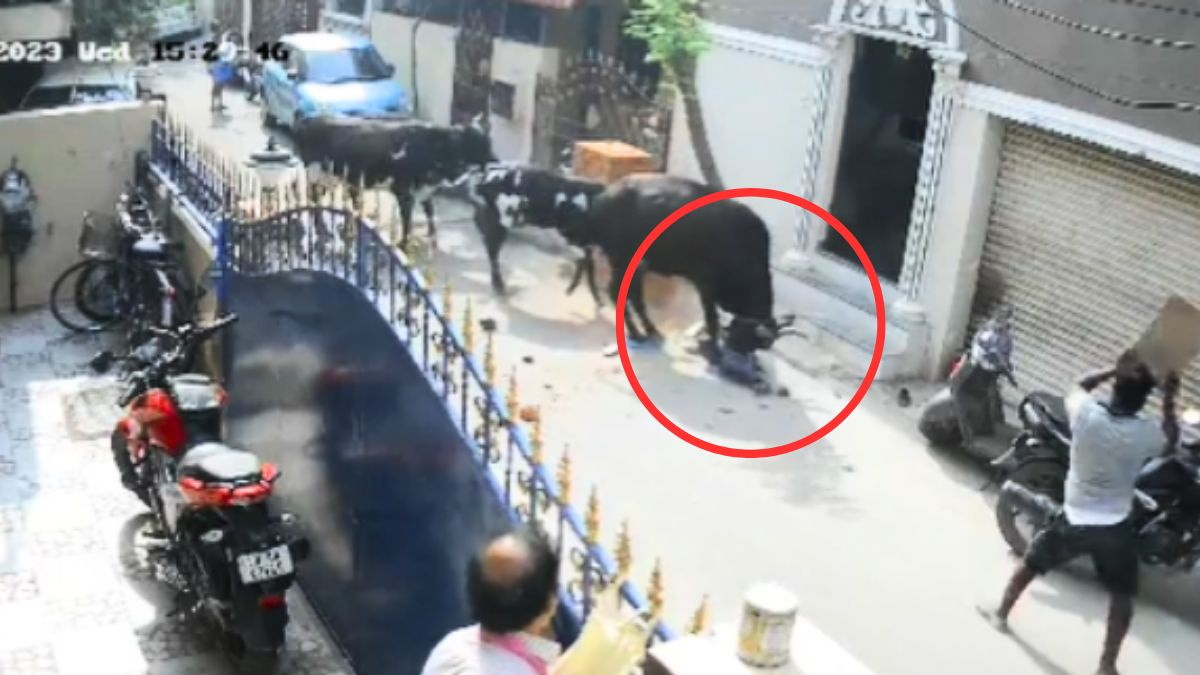 काल बनकर आई गाय! पीछे चल रही मासूम को पटका और फिर पैरों से रौंदा, दिल दहलाने वाला वीडियो VIRAL
