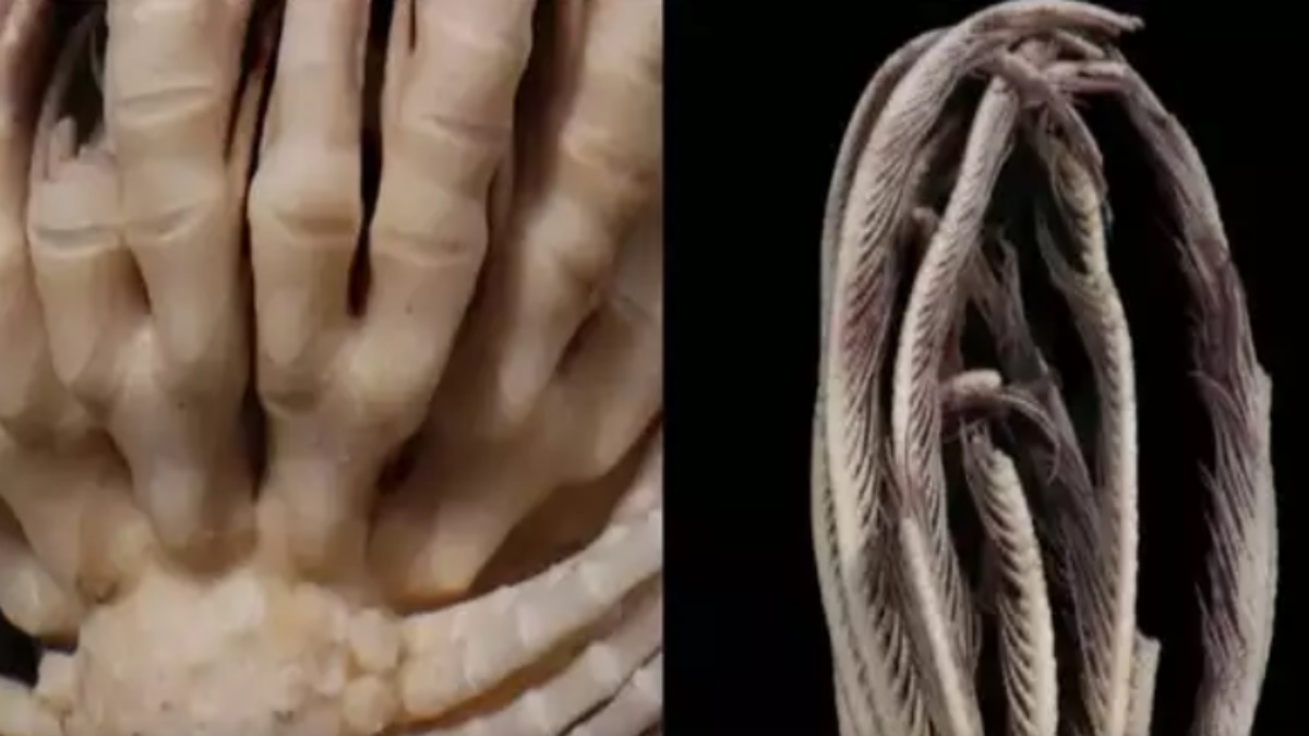 अंटार्कटिक महासागर में वैज्ञानिकों को मिला एलियन जीव, 'स्ट्रॉबेरी फेदर स्टार' को देखकर एक्सपर्ट भी हैरान