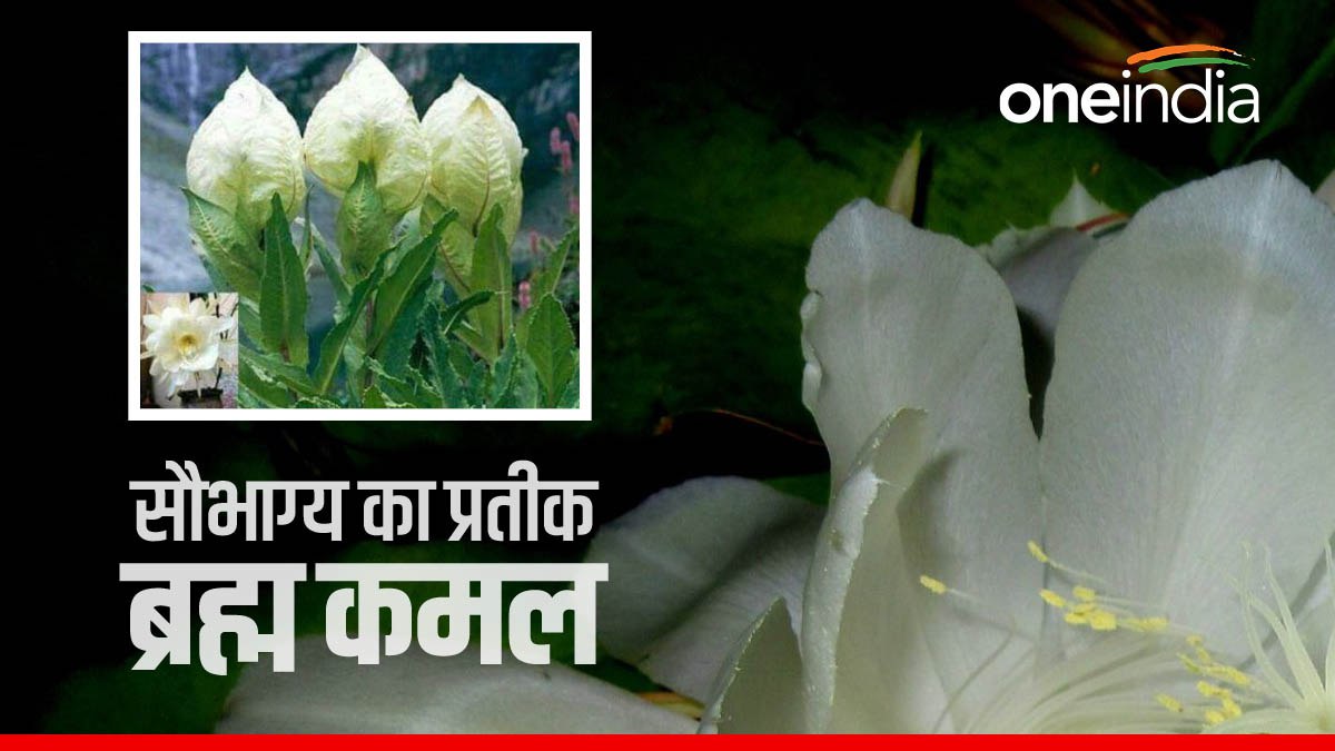 हेमकुंड साहिब यात्रा मार्ग पर खिले ब्रह्मकमल, धार्मिक मान्यताओं से भी खास है उत्तराखंड का राजकीय फूल, जानिए