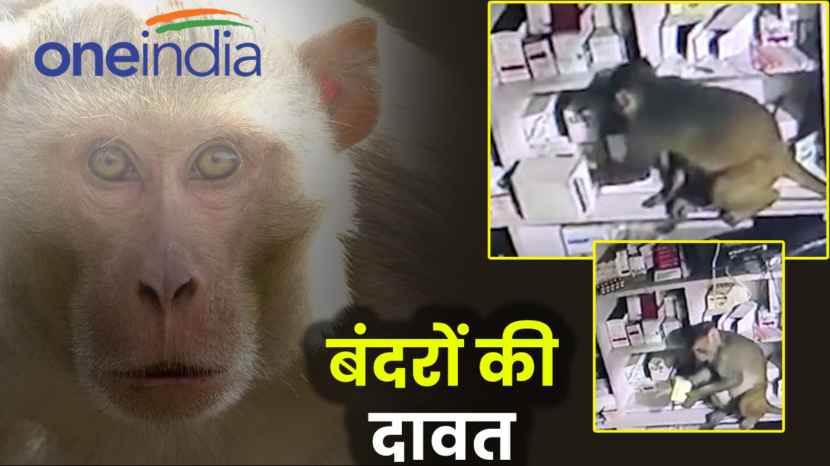 Ballia News: मेडिकल स्टोर में बंदरों की दावत, ENO-ORS व ग्लूकोज के अलावा खा गए विटामिन की गोलियां