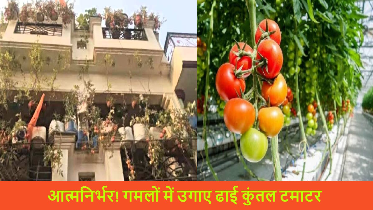 अद्भुत: इस शख्स ने छत के गमलों में उगा डाले 250 किलो टमाटर, अब पड़ोसी भी फ्री में ले रहे हैं स्वाद