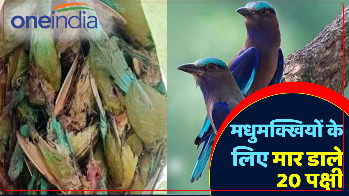 UP  Budaun News: मधुमक्खियों के लिए दो भाइयों ने मार डाले 20 पक्षी, वजह जानकर भड़के लोग, मामला दर्ज
