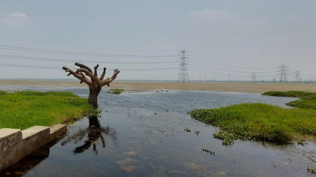 Surha Tal: कैसे बचेगा बलिया का सुरहा ताल पक्षी विहार