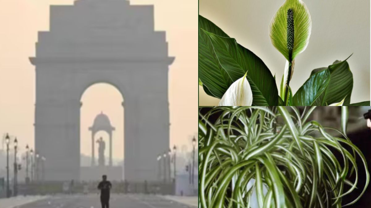 सर्दी की आहट के साथ फिर खराब हुई दिल्ली की हवा, घर में ये पौधे लगाने से कम होगा प्रदूषण का असर