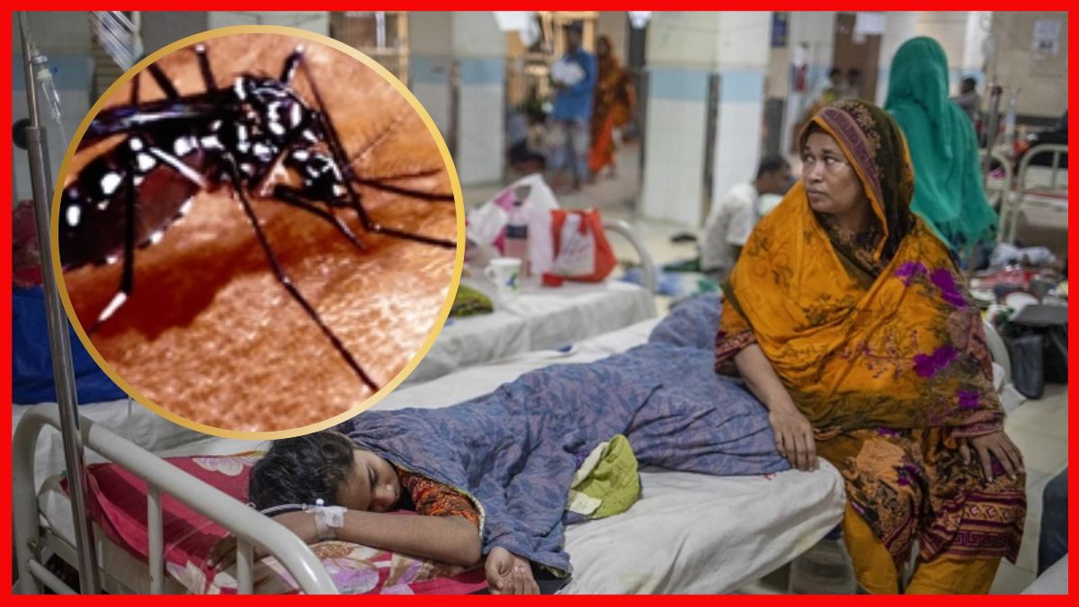 बांग्लादेश में डेंगू मच्छर ने मचाया तांडव, 1000 लोगों की मौत, 2 लाख से अधिक बीमार