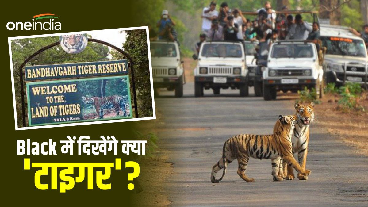 Bandhavgarh Tiger Reserve: विंटर सीजन में टूरिस्ट की जेब पर डाका! बुकिंग के नाम पर ऐसे हो रही टिकट कालाबाजारी