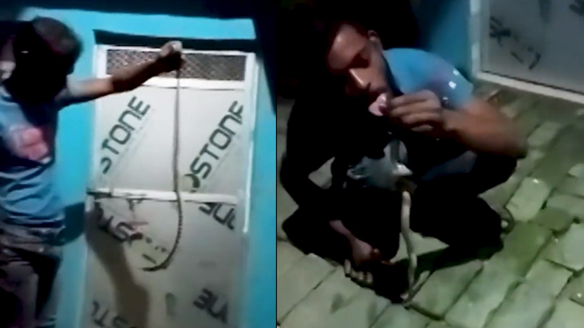 Video: शराब के नशे में सांप से 'खेल', युवक का मौत से मेल, यूपी के देवरिया की घटना