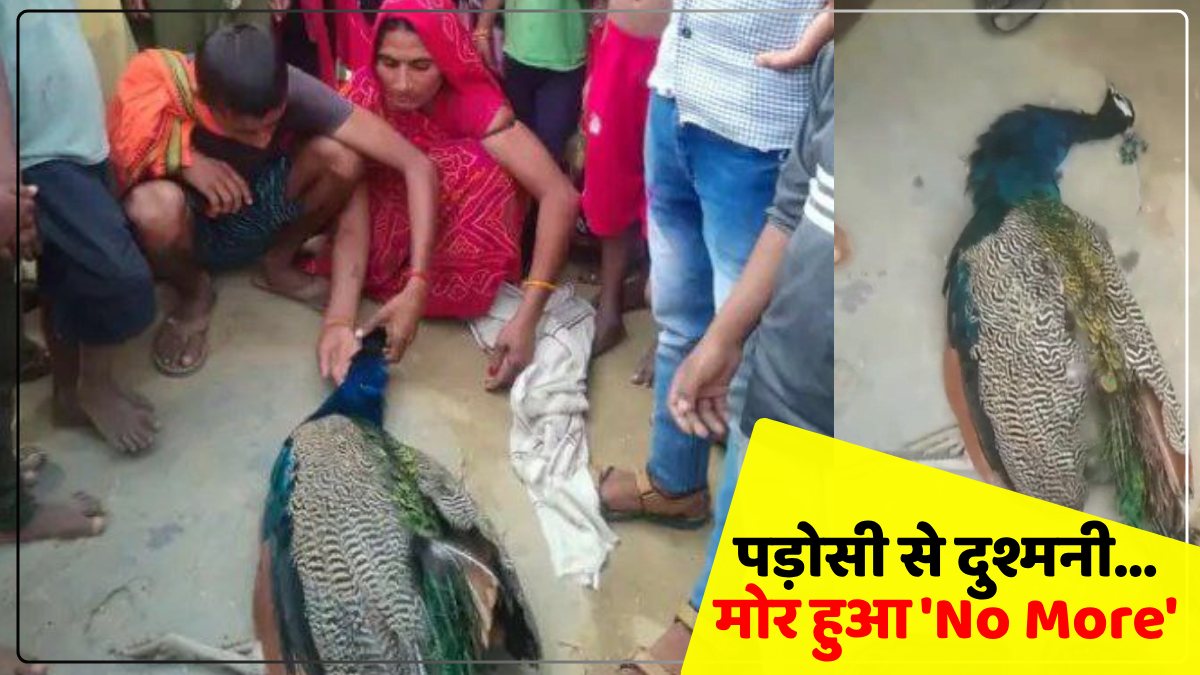 UP News: पड़ोसी से दुश्मनी के चलते मोर हुआ 'No More' , पूरा मामला जानकर भड़के लोग, कार्रवाई की मांग